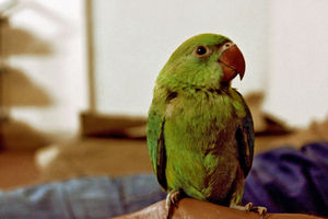 A parrot staring at the camera