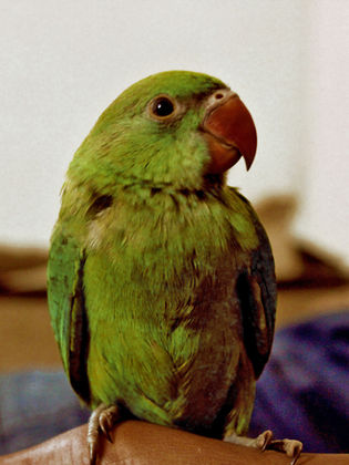 green parrot