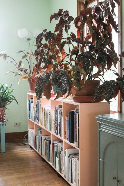 begônia para ativar a área de prosperidade. E aqui está na sala de estar.