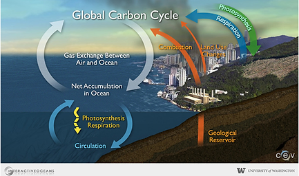 the carbon cycle steps global warming carbon cycle steps