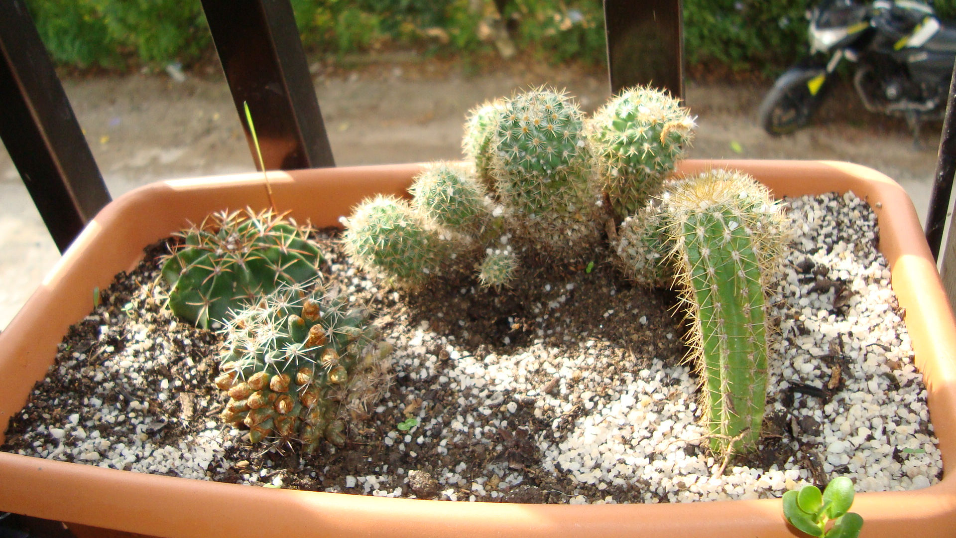 TERRARIO CACTUS