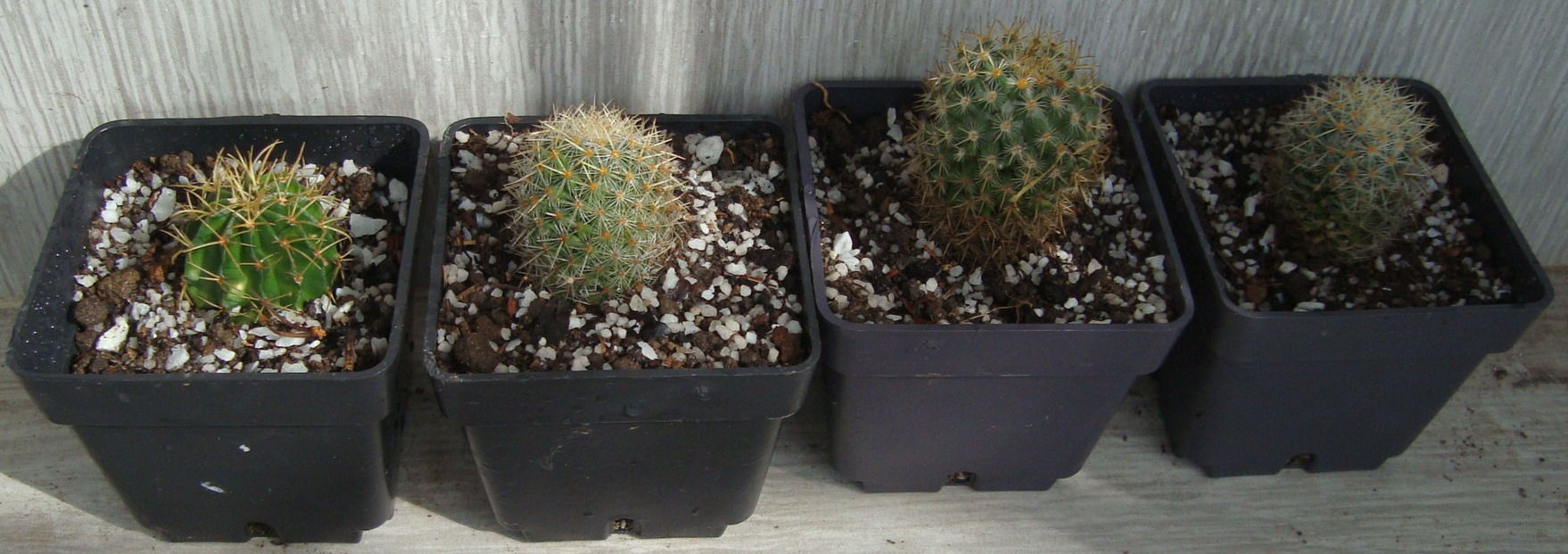 CACTUS MAMMILLARISS PEQUEÑOS