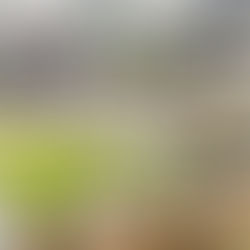 Cobalt Partners drops revised OneNorth project in Bayside