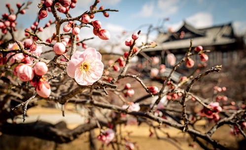 Koriyama castle, yamato koriyama, Plum exhibition, plum s Nara top tourist attractions, Things to do and see in Nara Japan, things to do around Nara Japan, things to do at Nara park, things to do in Nara for the first time, things to do in Nara in 1 day, things to do in Nara Japan guide, where is Nara Japan, Nara city in Japan, Nara backpackers, Nara hotels, how long to spend in Nara, Nara in Japan, Nara location, Nara Nara Japan, Nara map, best hotels in Nara, Nara Japan attractions, Nara Japan things to do, things to do in Nara winter, things to do in Nara with kids, things to do Nara Japan, top 10 tourist attractions in Nara Japan, top attractions in Nara Japan, top best things to see in Nara Japan, top ten things to do in Nara Japan, top things to see in Nara Japan, top tourist attractions in Nara Japan, tourism Nara Japan, tourist attractions in Nara Japan, travel to Nara Japan, unique things to do in Nara Japan, Nara tourism office, Nara city tourism, Nara Japan travel info, Nara Japan tourism, Nara Japan travel