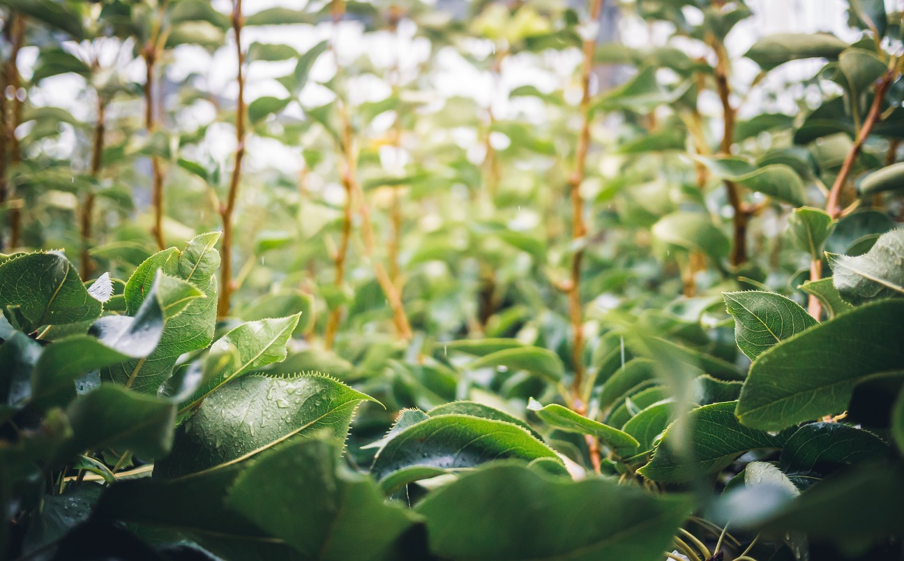 Pear Hunting, Hakusui-en Orchard, Oyodo Town, Nara top tourist attractions, Take a jinrikisha rickshaw ride in Nara City, things to do and see in Nara Japan, things to do around Nara Japan, things to do at Nara park, things to do in Nara for the first time, things to do in Nara in 1 day, things to do in Nara Japan guide, where is Nara Japan, Nara city in Japan, Nara backpackers, Nara hotels, how long to spend in Nara, Nara in Japan, Nara  location, Nara Nara Japan, Nara map, best hotels in Nara, Nara Japan attractions, Nara Japan things to do, things to do in Nara winter, things to do in Nara with kids, things to do Nara Japan, top 10 tourist attractions in Nara Japan, top attractions in Nara Japan, top best things to see in Nara Japan, top ten things to do in Nara Japan, top things to see in Nara Japan, top tourist attractions in Nara Japan, tourism Nara Japan, tourist attractions in Nara Japan, travel to Nara Japan, unique things to do in Nara Japan, Nara tourism office, Nara city tourism, Nara Japan travel info, Nara Japan tourism, Nara Japan travel, 