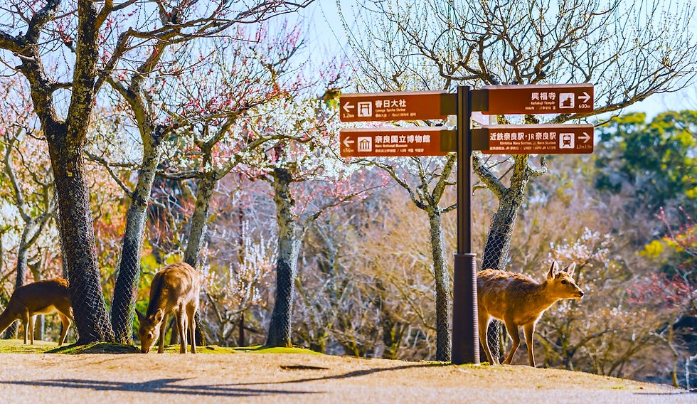 Kataoka Plum Grove, Nara Park, deer