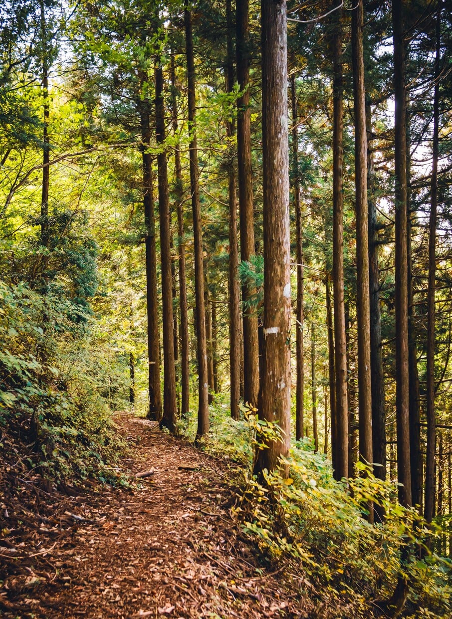 Kumano Kodo, Kohechi, Kumano Sanzan, Nachi Taisaha, Nosegawa Village, 野迫川村,  Nara top tourist attractions, Things to do and see in Nara Japan, things to do around Nara Japan, things to do at Nara park, things to do in Nara for the first time, things to do in Nara in 1 day, things to do in Nara Japan guide, where is Nara Japan, Nara city in Japan, Nara backpackers, Nara hotels, how long to spend in Nara, Nara in Japan, Nara  location, Nara Nara Japan, Nara map, best hotels in Nara, Nara Japan attractions, Nara Japan things to do, things to do in Nara winter, things to do in Nara with kids, things to do Nara Japan, top 10 tourist attractions in Nara Japan, top attractions in Nara Japan, top best things to see in Nara Japan, top ten things to do in Nara Japan, top things to see in Nara Japan, top tourist attractions in Nara Japan, tourism Nara Japan, tourist attractions in Nara Japan, travel to Nara Japan, unique things to do in Nara Japan, Nara tourism office, Nara city tourism, Nara Japan travel info, Nara Japan tourism, Nara Japan travel, 