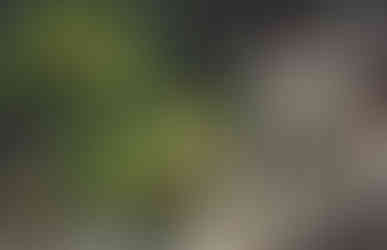 Takamahiko Shrine, Nara Sightseeing Taxi, Nara Taxi,  Nara top tourist attractions, Things to do and see in Nara Japan, things to do around Nara Japan, things to do at Nara park, things to do in Nara for the first time, things to do in Nara in 1 day, things to do in Nara Japan guide, where is Nara Japan, Nara city in Japan, Nara backpackers, Nara hotels, how long to spend in Nara, Nara in Japan, Nara  location, Nara Nara Japan, Nara map, best hotels in Nara, Nara Japan attractions, Nara Japan things to do,