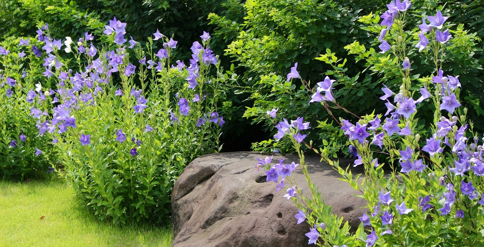 Balloon Flower, Gango-ji Temple, Summer flowers, Lotus, Nara top tourist attractions, Things to do and see in Nara Japan, things to do around Nara Japan, things to do at Nara park, things to do in Nara for the first time, things to do in Nara in 1 day, things to do in Nara Japan guide, where is Nara Japan, Nara city in Japan, Nara backpackers, Nara hotels, how long to spend in Nara, Nara in Japan, Nara location, Nara Nara Japan, Nara map, best hotels in Nara, Nara Japan attractions, Nara Japan things to do, things to do in Nara winter, things to do in Nara with kids, things to do Nara Japan, top 10 tourist attractions in Nara Japan, top attractions in Nara Japan, top best things to see in Nara Japan, top ten things to do in Nara Japan, top things to see in Nara Japan, top tourist attractions in Nara Japan, tourism Nara Japan, tourist attractions in Nara Japan, travel to Nara Japan, unique things to do in Nara Japan, Nara tourism office, Nara city tourism, Nara Japan travel info, Nara Japan tourism, Nara Japan travel,