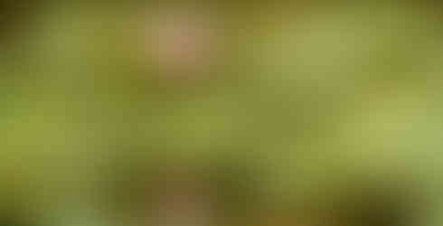 Isuien Garden, Water Lily, Summer flowers, Lotus, Nara top tourist attractions, Things to do and see in Nara Japan, things to do around Nara Japan, things to do at Nara park, things to do in Nara for the first time, things to do in Nara in 1 day, things to do in Nara Japan guide, where is Nara Japan, Nara city in Japan, Nara backpackers, Nara hotels, how long to spend in Nara, Nara in Japan, Nara location, Nara Nara Japan, Nara map, best hotels in Nara, Nara Japan attractions, Nara Japan things to do, things to do in Nara winter, things to do in Nara with kids, things to do Nara Japan, top 10 tourist attractions in Nara Japan, top attractions in Nara Japan, top best things to see in Nara Japan, top ten things to do in Nara Japan, top things to see in Nara Japan, top tourist attractions in Nara Japan, tourism Nara Japan, tourist attractions in Nara Japan, travel to Nara Japan, unique things to do in Nara Japan, Nara tourism office, Nara city tourism, Nara Japan travel info, Nara Japan tourism, Nara Japan travel,