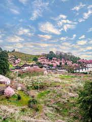 Ano plum grove, Gojo city