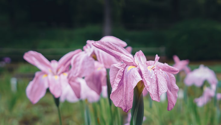 Iris, Nara Prefectural Museum of Folklore and Yamato Folklore Park, Summer flowers, Lotus, Nara top tourist attractions, Things to do and see in Nara Japan, things to do around Nara Japan, things to do at Nara park, things to do in Nara for the first time, things to do in Nara in 1 day, things to do in Nara Japan guide, where is Nara Japan, Nara city in Japan, Nara backpackers, Nara hotels, how long to spend in Nara, Nara in Japan, Nara location, Nara Nara Japan, Nara map, best hotels in Nara, Nara Japan attractions, Nara Japan things to do, things to do in Nara winter, things to do in Nara with kids, things to do Nara Japan, top 10 tourist attractions in Nara Japan, top attractions in Nara Japan, top best things to see in Nara Japan, top ten things to do in Nara Japan, top things to see in Nara Japan, top tourist attractions in Nara Japan, tourism Nara Japan, tourist attractions in Nara Japan, travel to Nara Japan, unique things to do in Nara Japan, Nara tourism office, Nara city tourism, Nara Japan travel info, Nara Japan tourism, Nara Japan travel,