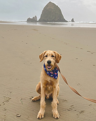 Cooper-Oregon-Coast-Jennifer-Faith-Photography
