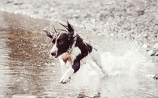 Dog Running in Water