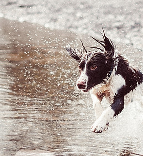 Dog Running in Water