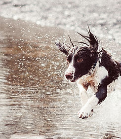 水の中で実行している犬