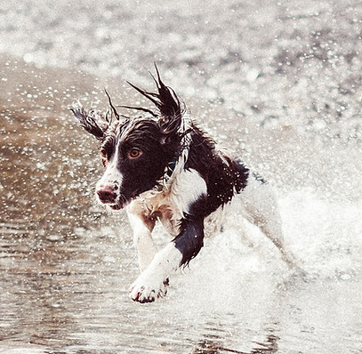 Dog Running in Water