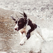 Hund in Wasser läuft