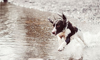 Dog Running i vatten