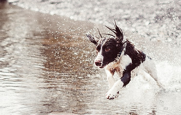 Pet Friendly Hikes