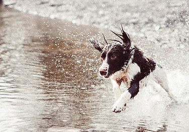 Dog Running in Water