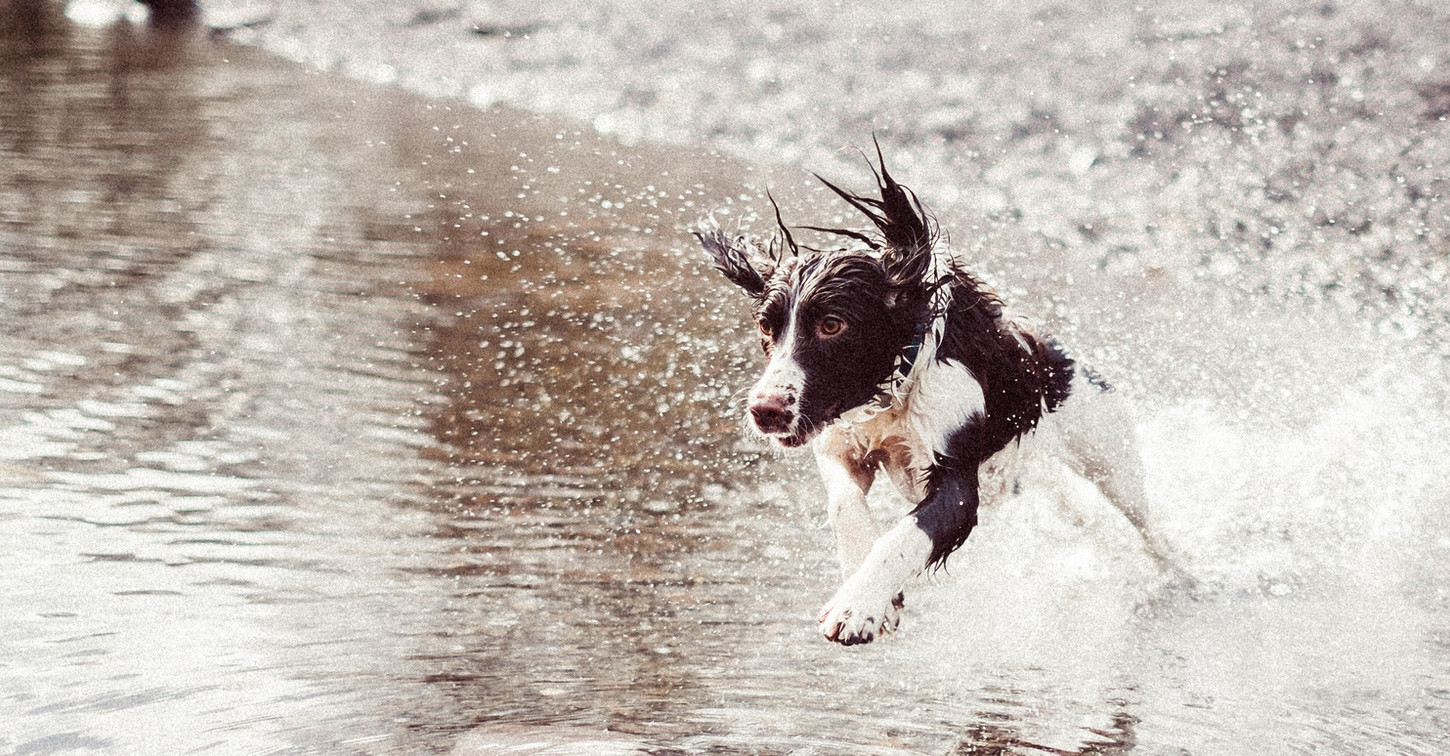 North Palouse Vet Clinic, your mixed animal and ER veterinarians in