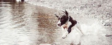 Chien dans l'eau
