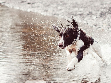 Dog Running in Water