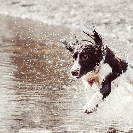 The Zoomies Explained: Why Dogs Get Sudden Bursts of Energy