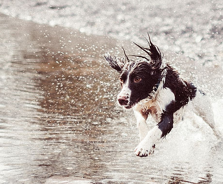 Hund in Wasser läuft