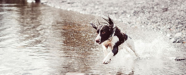 Hund in Wasser läuft