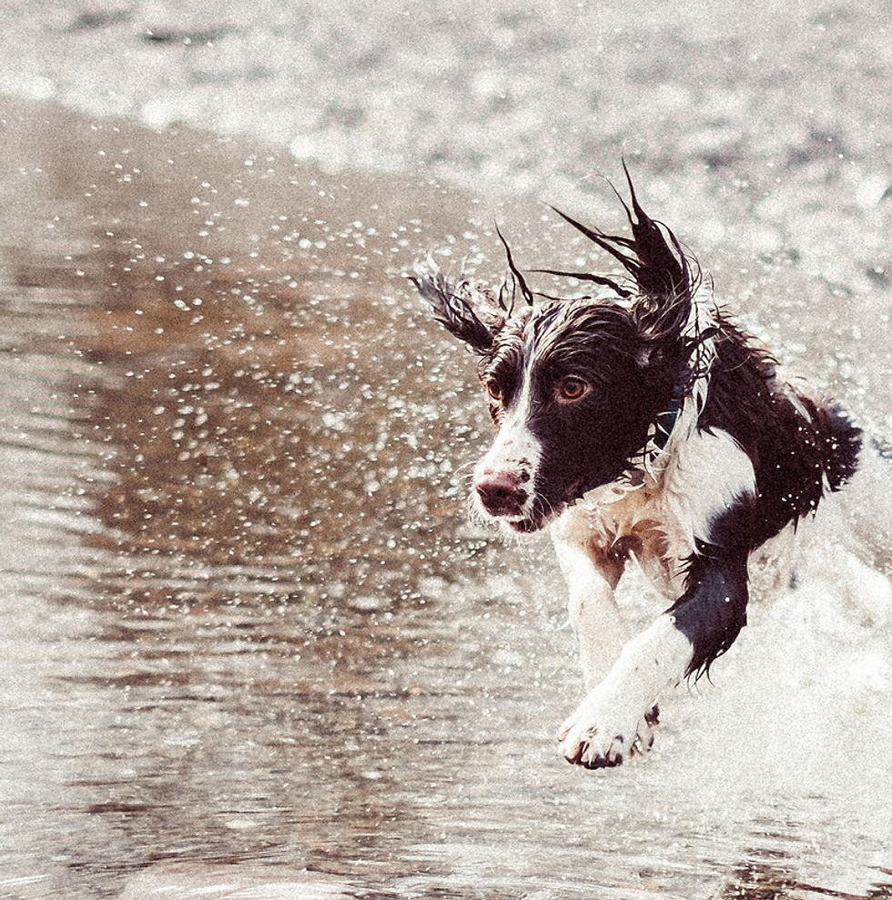Dog Running in Water