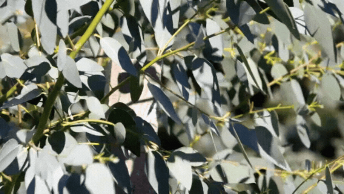 eukalyptus