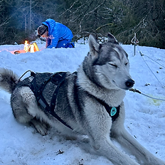 bivouac nocturne dans la neige, camp huskies