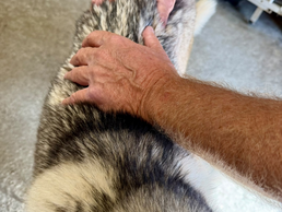 🐺 Dans les coulisses de la meute: prendre soin des chiens de traîneau au quotidien