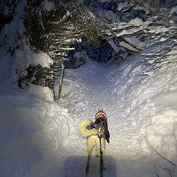 cani-randonnée nocturne dans la neige, camp huskies