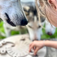 Multi-games, jeux au chenil avec les chiens, camp huskies