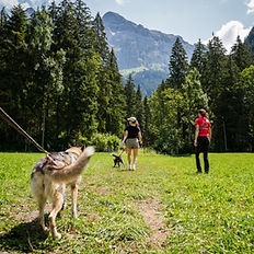 Cani-randonnée, camp huskies