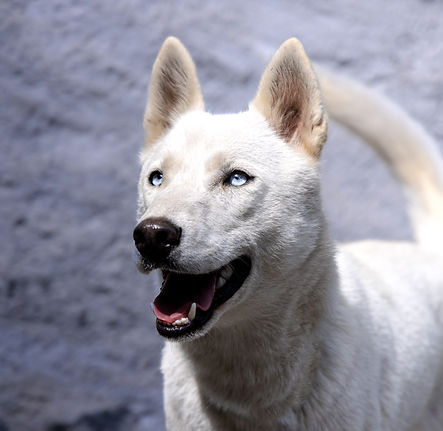 Qira.jpg