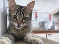 Como minha gata me fez entender a direita