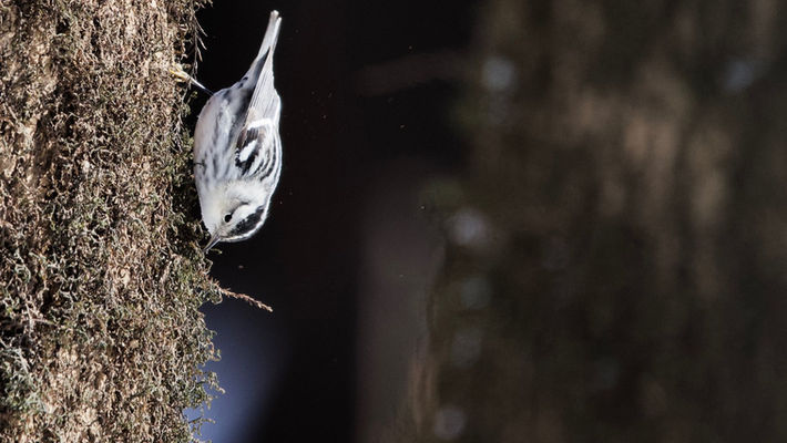 Nancy Montgomery Photography Colorful Images White Breasted Nuthatch