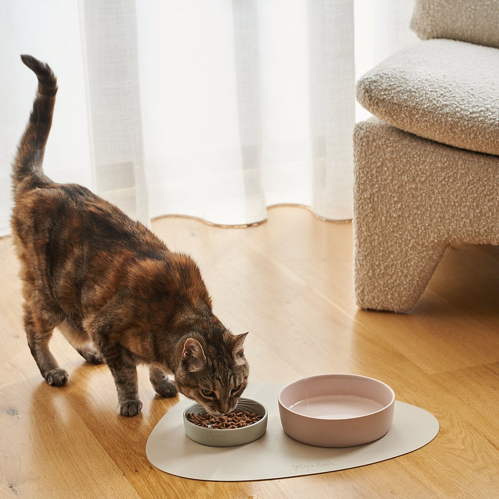 Miniatura: cat bowls
