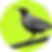 Ave con fondo verde