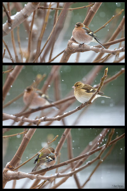 Triptyque mettant en scène des pinsons des arbres en hiver, mâle et femelle.