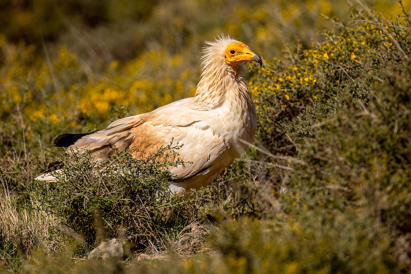 Vautour percnoptère