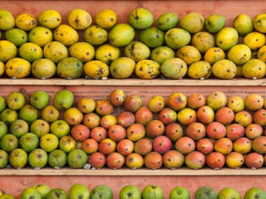 Mango Mania: India's Top 10 Mango Varieties