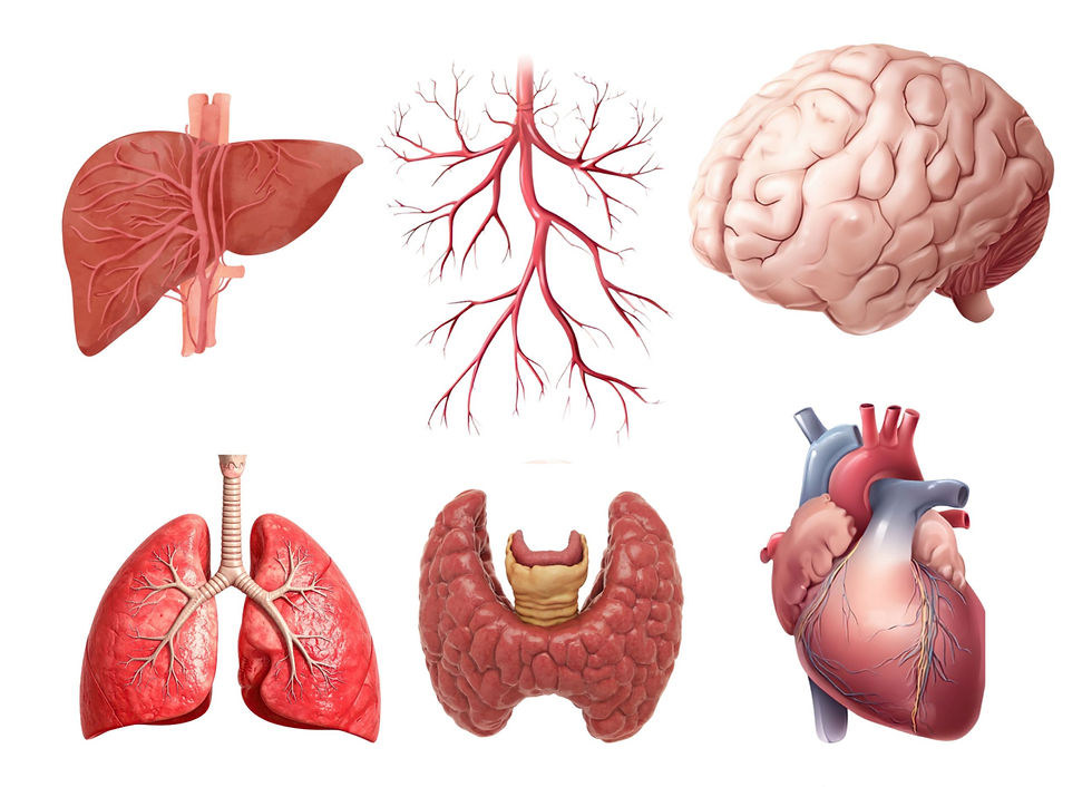 Images of several human organs