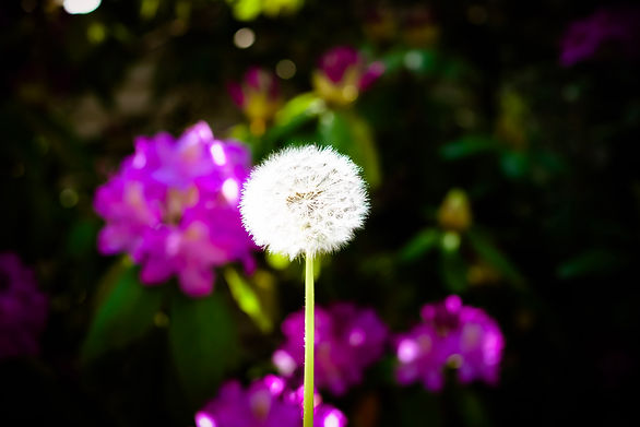 DSC03279.jpg