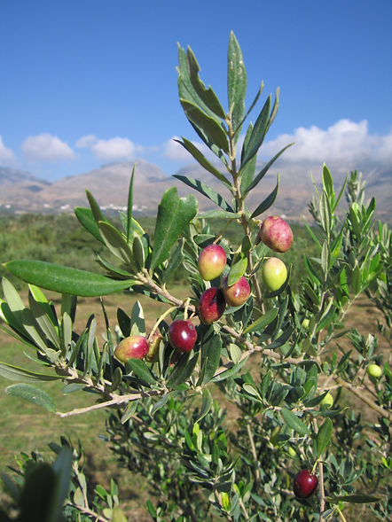 003B Olives0006.JPG
