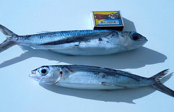142_Кариби.JPG